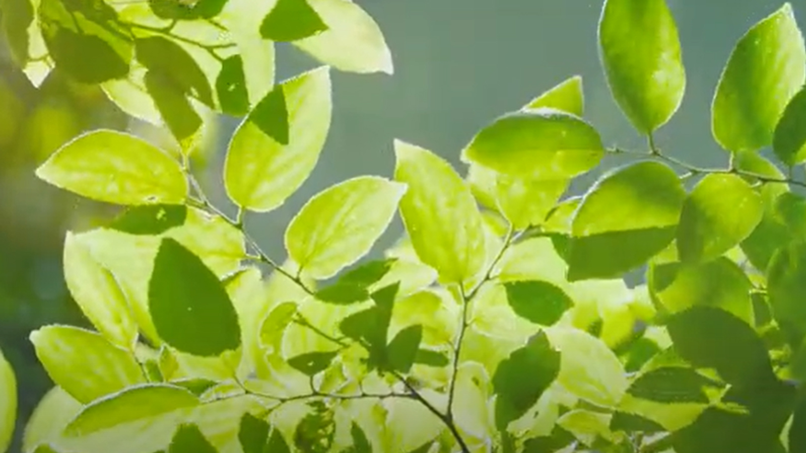 銳志機械正以綠色智造重塑產(chǎn)業(yè)未來:《賦能選擇,推動可持續(xù)發(fā)展》